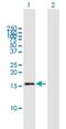 TATA-Box Binding Protein Associated Factor 13 antibody, H00006884-B01P, Novus Biologicals, Western Blot image 