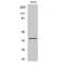 Aldose reductase antibody, LS-C381986, Lifespan Biosciences, Western Blot image 