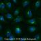 Dynamin 1 Like antibody, NB110-55288, Novus Biologicals, Immunofluorescence image 