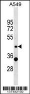 Zinc Finger Protein 19 antibody, 59-221, ProSci, Western Blot image 