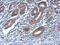 Oxysterol Binding Protein 2 antibody, NBP2-19635, Novus Biologicals, Immunohistochemistry paraffin image 