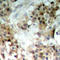 Mitogen-Activated Protein Kinase Kinase 7 antibody, LS-C368403, Lifespan Biosciences, Immunohistochemistry paraffin image 