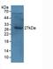 Apolipoprotein A1 antibody, LS-C663596, Lifespan Biosciences, Western Blot image 