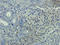 Cystatin C antibody, orb135329, Biorbyt, Immunohistochemistry paraffin image 