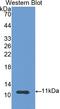 Calcyclin antibody, LS-C692967, Lifespan Biosciences, Western Blot image 