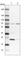 Kelch Domain Containing 10 antibody, HPA020119, Atlas Antibodies, Western Blot image 