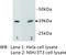 Epithelial Cell Adhesion Molecule antibody, MBS355089, MyBioSource, Western Blot image 