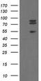 TLE Family Member 1, Transcriptional Corepressor antibody, UM800143CF, Origene, Western Blot image 