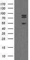 Transducin-like enhancer protein 1 antibody, UM800143CF, Origene, Western Blot image 