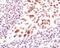 Lysine Demethylase 1A antibody, MA5-14934, Invitrogen Antibodies, Immunohistochemistry paraffin image 