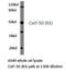 Cleavage Stimulation Factor Subunit 1 antibody, LS-C176797, Lifespan Biosciences, Western Blot image 