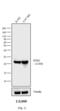 Mouse IgG (Fc) antibody, 31327, Invitrogen Antibodies, Western Blot image 