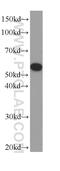 Tubulin alpha-3 chain antibody, 66200-1-Ig, Proteintech Group, Western Blot image 