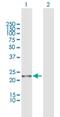 Tryptophanyl TRNA Synthetase 2, Mitochondrial antibody, H00010352-D01P, Novus Biologicals, Western Blot image 