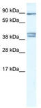 Chloride Voltage-Gated Channel Kb antibody, TA338389, Origene, Western Blot image 