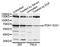 3-Phosphoinositide Dependent Protein Kinase 1 antibody, STJ29323, St John