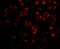 TGF-Beta Activated Kinase 1 (MAP3K7) Binding Protein 1 antibody, A02847, Boster Biological Technology, Immunofluorescence image 
