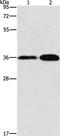 Annexin A9 antibody, PA5-50325, Invitrogen Antibodies, Western Blot image 