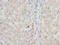 GLGB antibody, LS-C675797, Lifespan Biosciences, Immunohistochemistry paraffin image 