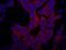E3 ubiquitin-protein ligase UBR4 antibody, IHC-00640, Bethyl Labs, Immunofluorescence image 