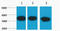 Tubulin Beta 3 Class III antibody, STJ97067, St John
