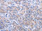 Angiotensinogen antibody, CSB-PA693559, Cusabio, Immunohistochemistry paraffin image 