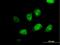 Myeloid Leukemia Factor 2 antibody, H00008079-B01P, Novus Biologicals, Immunofluorescence image 