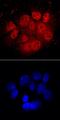 Aryl Hydrocarbon Receptor Nuclear Translocator antibody, MAB5630, R&D Systems, Immunohistochemistry frozen image 