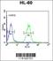 Menin 1 antibody, orb214242, Biorbyt, Flow Cytometry image 