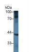 NK6 Homeobox 1 antibody, LS-C373507, Lifespan Biosciences, Western Blot image 