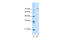 Afamin antibody, 27-949, ProSci, Western Blot image 