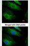 HRas Proto-Oncogene, GTPase antibody, PA5-22392, Invitrogen Antibodies, Immunofluorescence image 