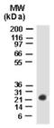 BCL2 Associated Athanogene 2 antibody, NB100-56087, Novus Biologicals, Western Blot image 