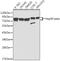 Heat Shock Protein 90 Alpha Family Class B Member 1 antibody, GTX65840, GeneTex, Western Blot image 