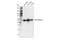 ATPase Na+/K+ Transporting Subunit Beta 1 antibody, 44759S, Cell Signaling Technology, Western Blot image 