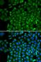 Selenium Binding Protein 1 antibody, orb49125, Biorbyt, Immunofluorescence image 