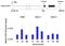 Interleukin 1 Receptor Associated Kinase 4 antibody, 700026, Invitrogen Antibodies, Chromatin Immunoprecipitation image 