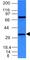 BCL10 Immune Signaling Adaptor antibody, NBP2-45152, Novus Biologicals, Western Blot image 