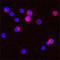 Proteinase 3 antibody, NBP1-25966, Novus Biologicals, Immunocytochemistry image 