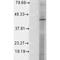 Hypoxia Inducible Factor 1 Subunit Alpha Inhibitor antibody, MA5-27619, Invitrogen Antibodies, Western Blot image 