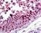 TOR antibody, NBP2-24503, Novus Biologicals, Immunohistochemistry frozen image 