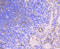 Hyaluronan And Proteoglycan Link Protein 1 antibody, 13-823, ProSci, Immunohistochemistry frozen image 