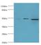 DDX39A antibody, LS-C375567, Lifespan Biosciences, Western Blot image 