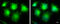 Inhibitor Of Nuclear Factor Kappa B Kinase Subunit Epsilon antibody, GTX105547, GeneTex, Immunofluorescence image 