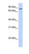 Kizuna Centrosomal Protein antibody, orb325392, Biorbyt, Western Blot image 