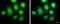 Inhibitor Of Nuclear Factor Kappa B Kinase Subunit Epsilon antibody, PA5-29294, Invitrogen Antibodies, Immunofluorescence image 