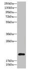 TSC22 Domain Family Member 3 antibody, CSB-PA860343LA01HU, Cusabio, Western Blot image 