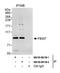 F-Box And WD Repeat Domain Containing 7 antibody, NB100-88138, Novus Biologicals, Western Blot image 