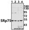 Serine And Arginine Rich Splicing Factor 4 antibody, A07291-1, Boster Biological Technology, Western Blot image 