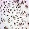 Histone Deacetylase 3 antibody, PA1600-1, Boster Biological Technology, Immunocytochemistry image 
